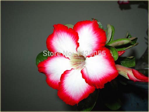 Róża pustynna czerwona z białym środkiem